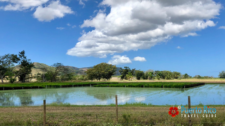 Lajas Puerto Rico - Rice Fields
