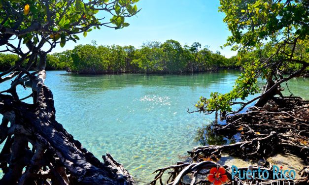 Gilligan’s Island, Guanica, Puerto Rico – 2026 Visitor’s Guide