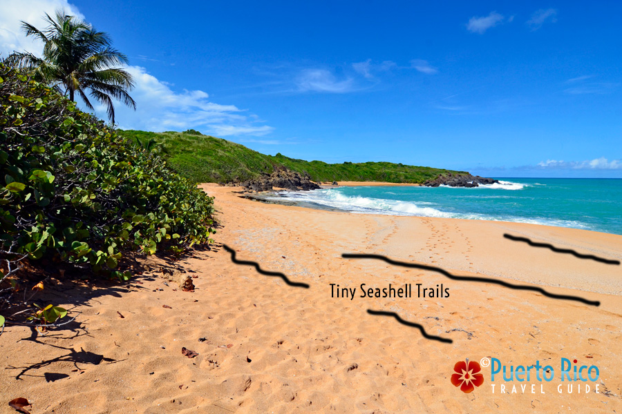 Playa Colora in Fajardo, Puerto Rico. One of the best beaches with seashells. 
