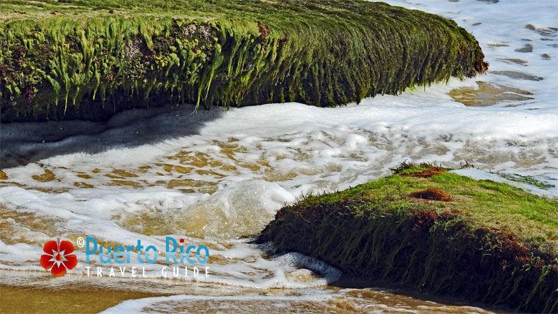 Beach Garden at Playa El Pastillo (Beach) - Puerto Rico