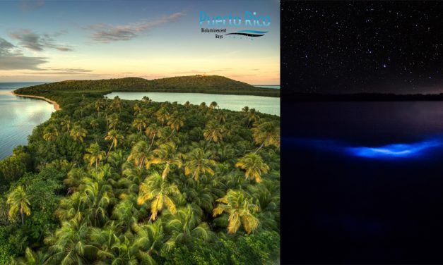 Puerto Rico Bioluminescent Bays & Lagoon – Guide to Choosing the Best Experience
