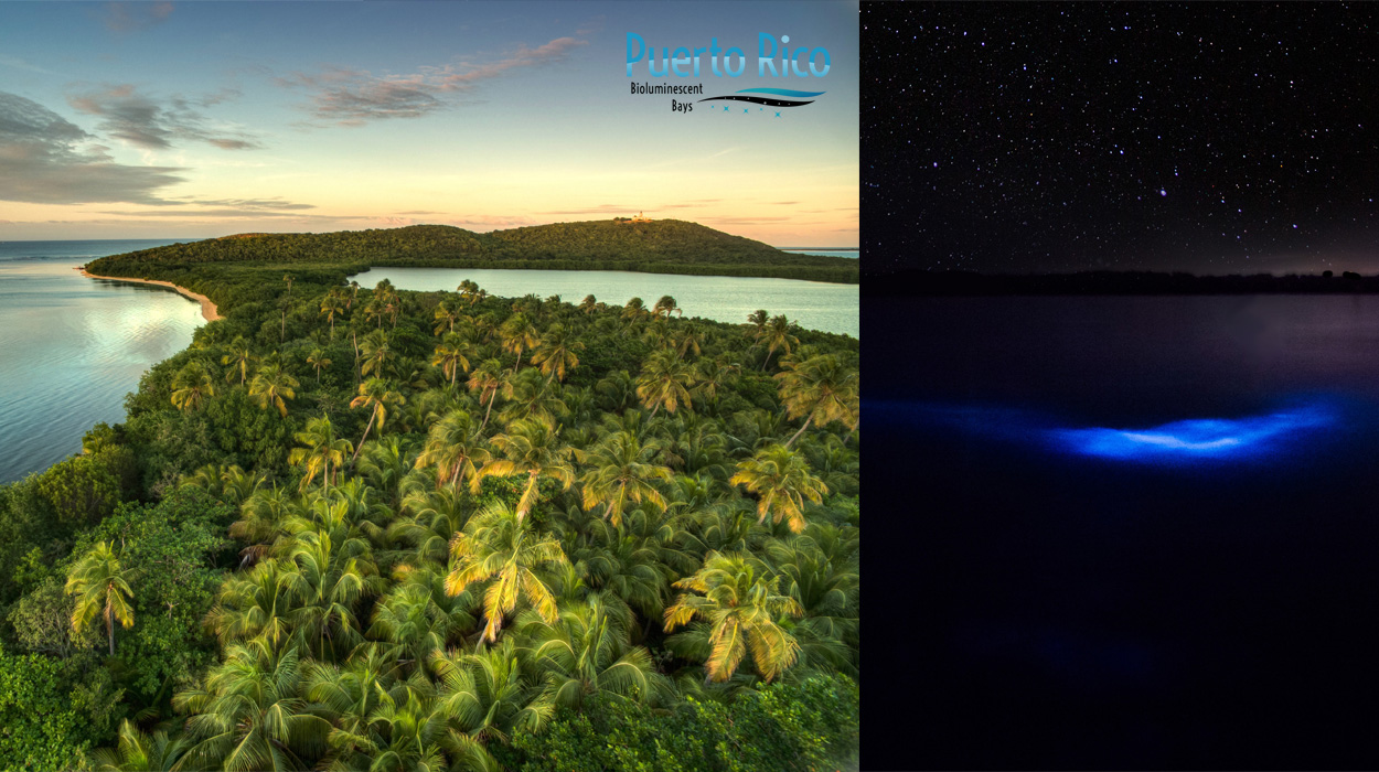 Puerto Rico Bioluminescent Bays / Bio Bay - 2024 Guide & Tours