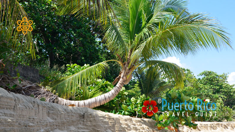 Leaning palm tree in Isabela, Puerto Rico