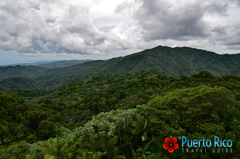 El Yunque Rainforest - Best Places to Visit on the East Coast of Puerto Rico 