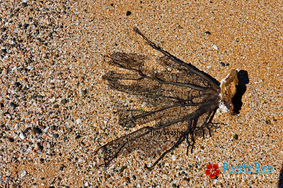Puerto Rico Seashell Beaches - Playa Colora in Fajardo