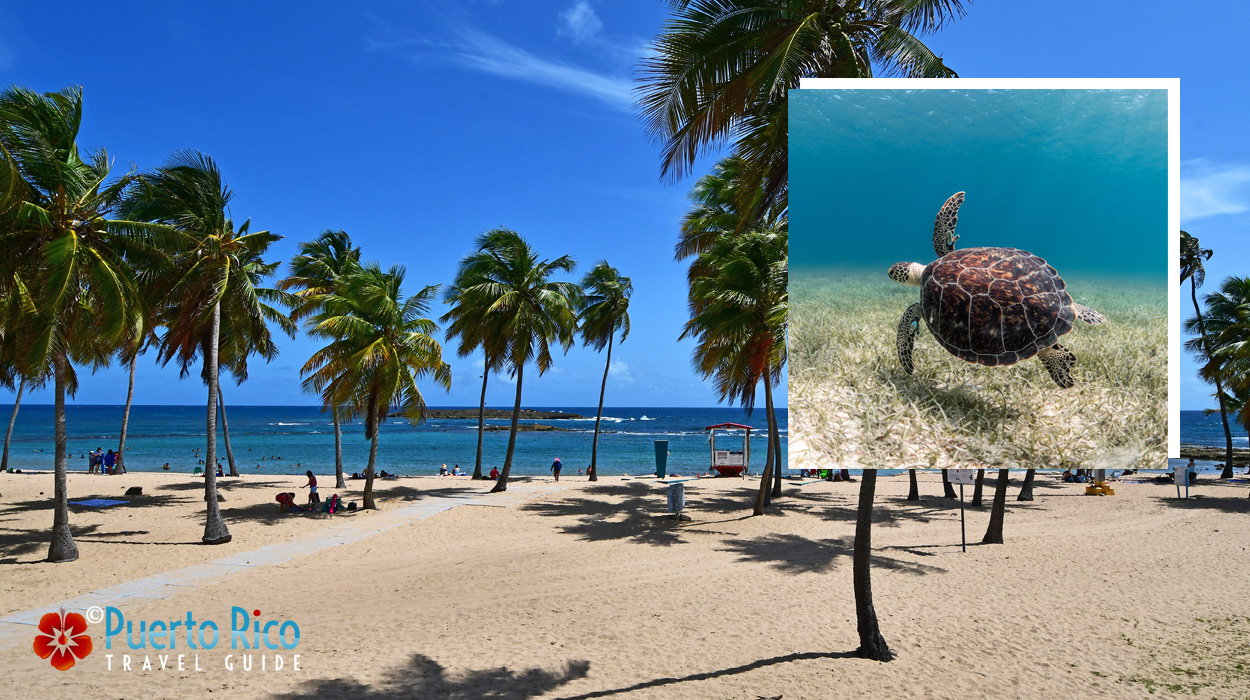 Escambron, one of the best beaches to go snorkeling with sea turtles in Puerto Rico