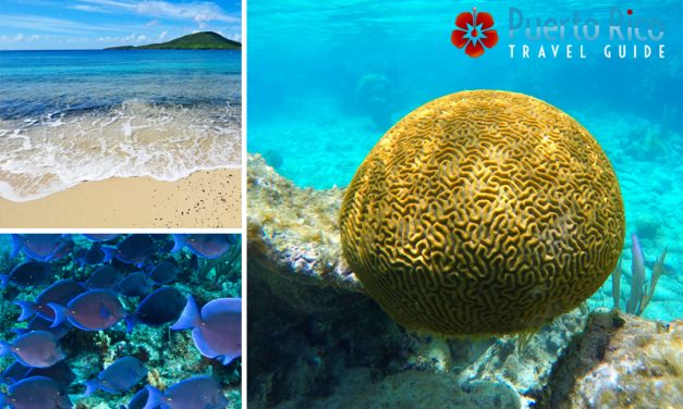 Puerto Rico Snorkeling Guide – 2026 <BR>Best Snorkeling Beaches, Tours, Excursions & Private Charters